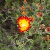 Drosanthemum floribundum Dscf1861.jpg